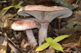 天然サクラシメジ