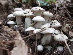 天然ホンシメジ