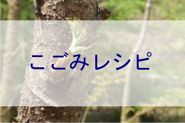 こごみレシピ